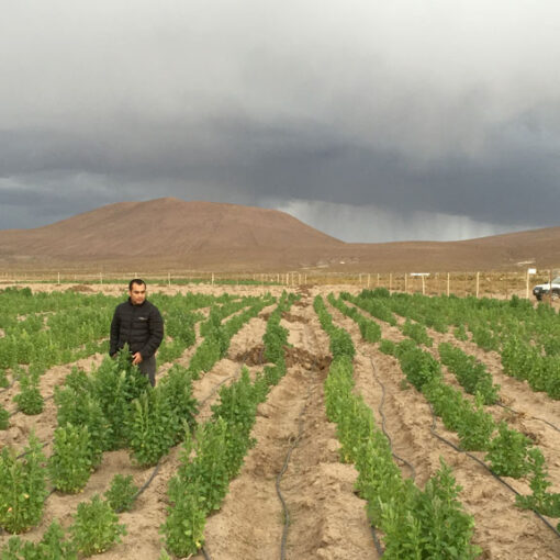 agricultura-en-chile
