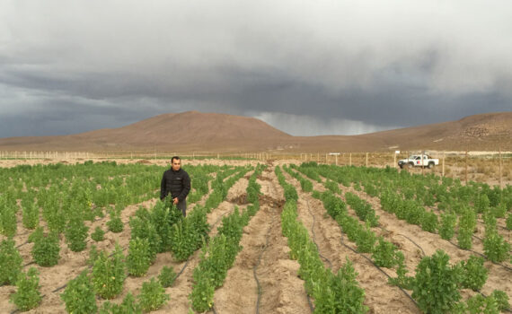agricultura-en-chile