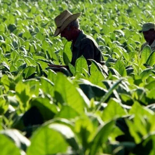 agricultura CML