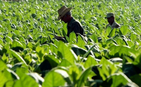 agricultura CML
