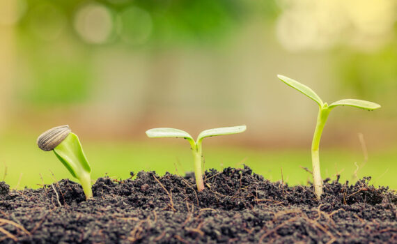 innovacion-agricola