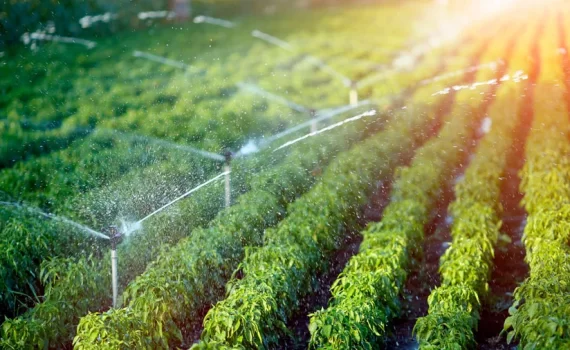 Agricultura en Chile: