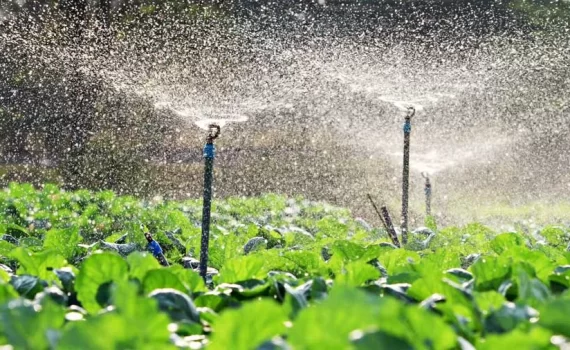 agricultura Chilena
