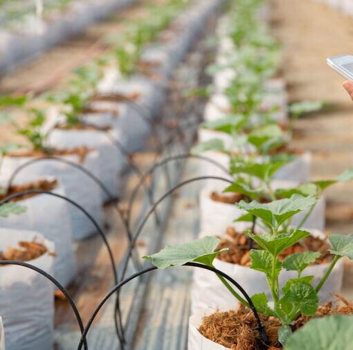 agricultura chilena