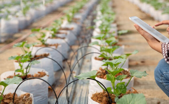 agricultura chilena